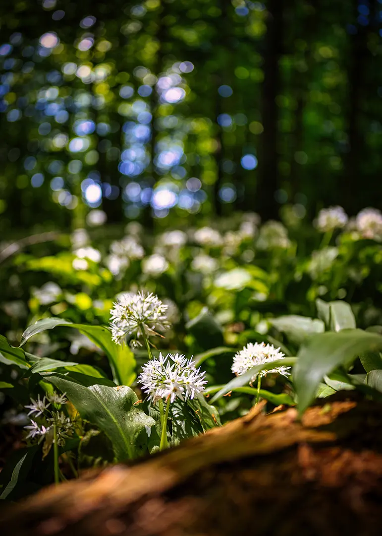 Skovbundens hvide blomster i sollys