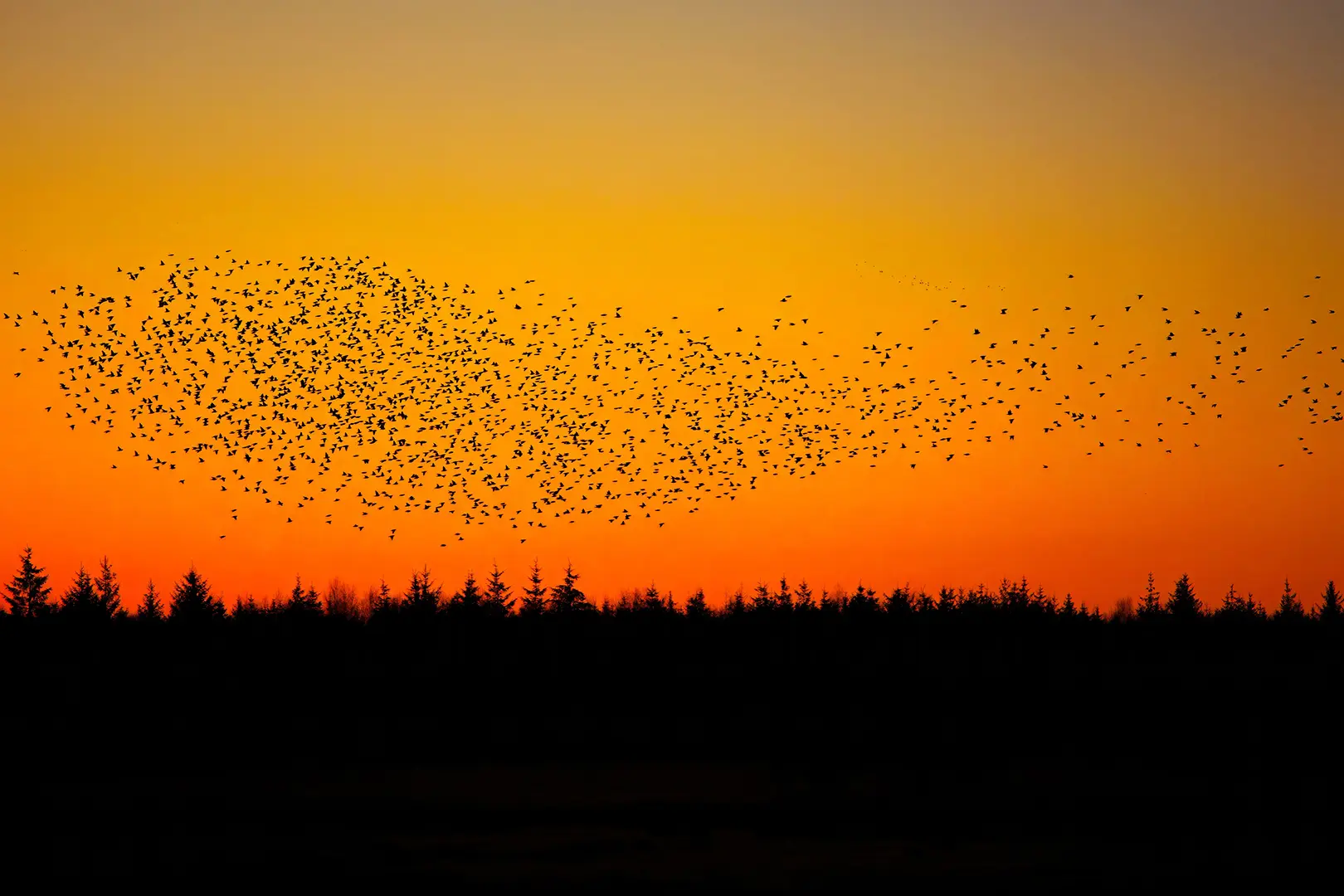 En stor flok stære mod en orange aftenhimmel