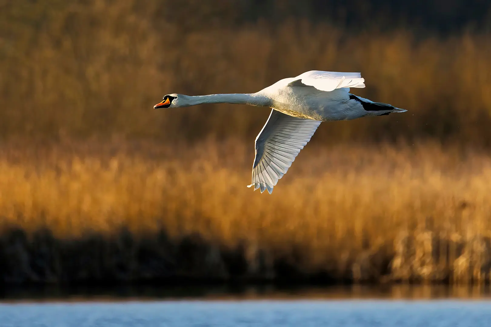 Flyvende svane over varmt sivlandskab