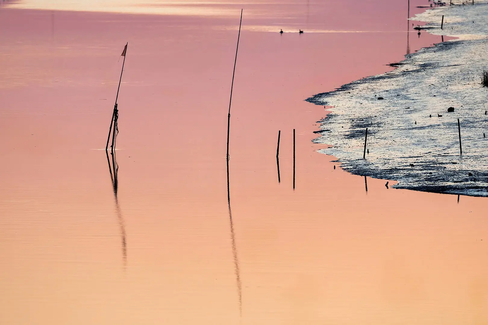 Pæle spejler sig i rosa tidevand